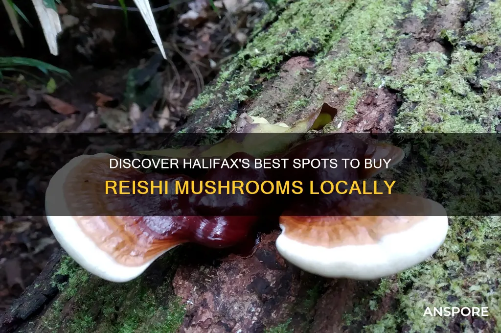 where to buy reishi mushroom in halifax