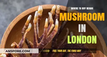 Discover London's Best Spots to Buy Reishi Mushrooms Today
