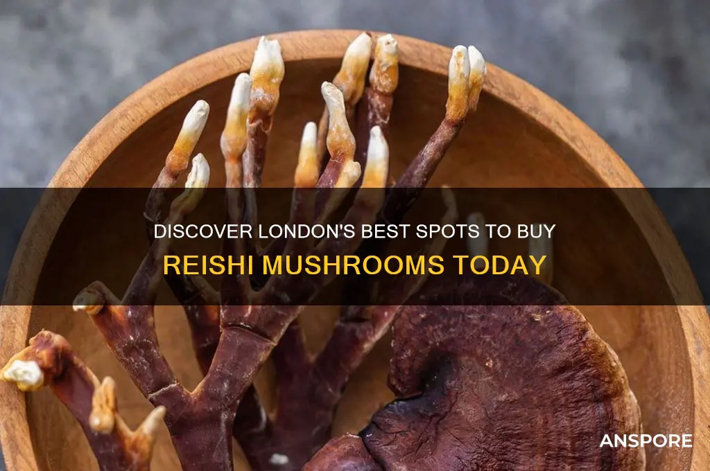 where to buy reishi mushroom in london