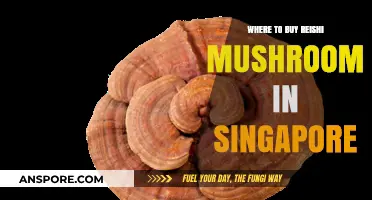 Best Places to Buy Reishi Mushroom in Singapore: A Guide
