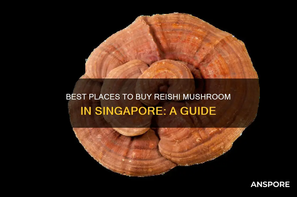 where to buy reishi mushroom in singapore