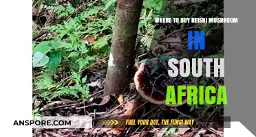 Discover Top Reishi Mushroom Retailers in South Africa Today