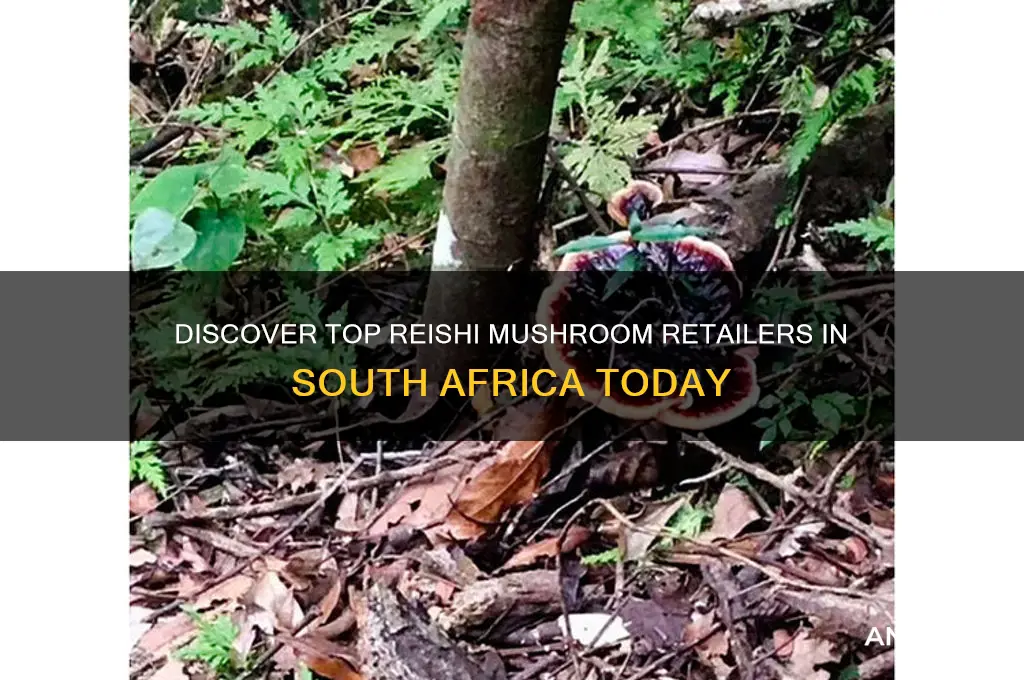 where to buy reishi mushroom in south africa
