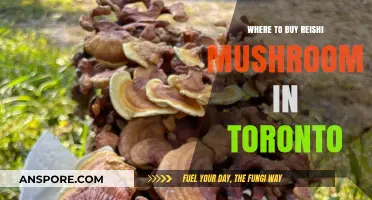 Discover Top Spots to Buy Reishi Mushroom in Toronto