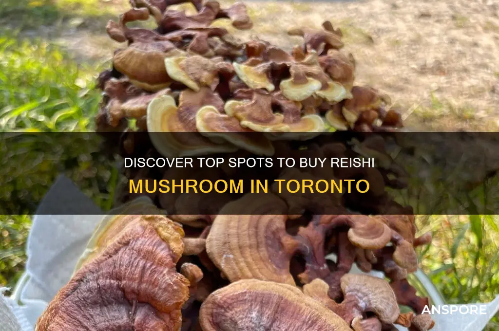 where to buy reishi mushroom in toronto