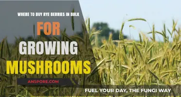 Bulk Rye Berries: Top Sources for Mushroom Cultivation Supplies
