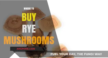 Discover the Best Places to Buy Rye Mushrooms Online and Locally
