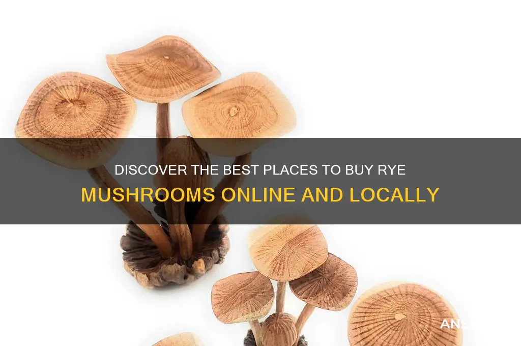 where to buy rye mushrooms