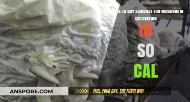 Best Sawdust Suppliers for Mushroom Cultivation in Southern California