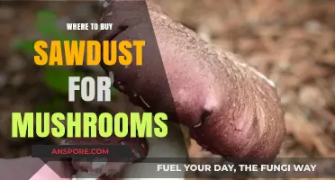 Best Places to Buy Sawdust for Mushroom Cultivation: A Guide