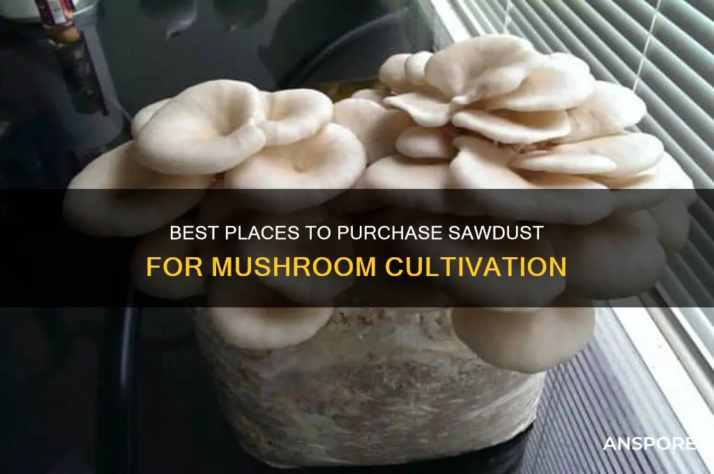where to buy sawdust to grow mushrooms