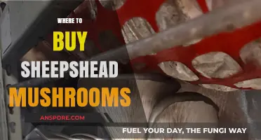 Discover the Best Places to Buy Sheepshead Mushrooms Online and Locally