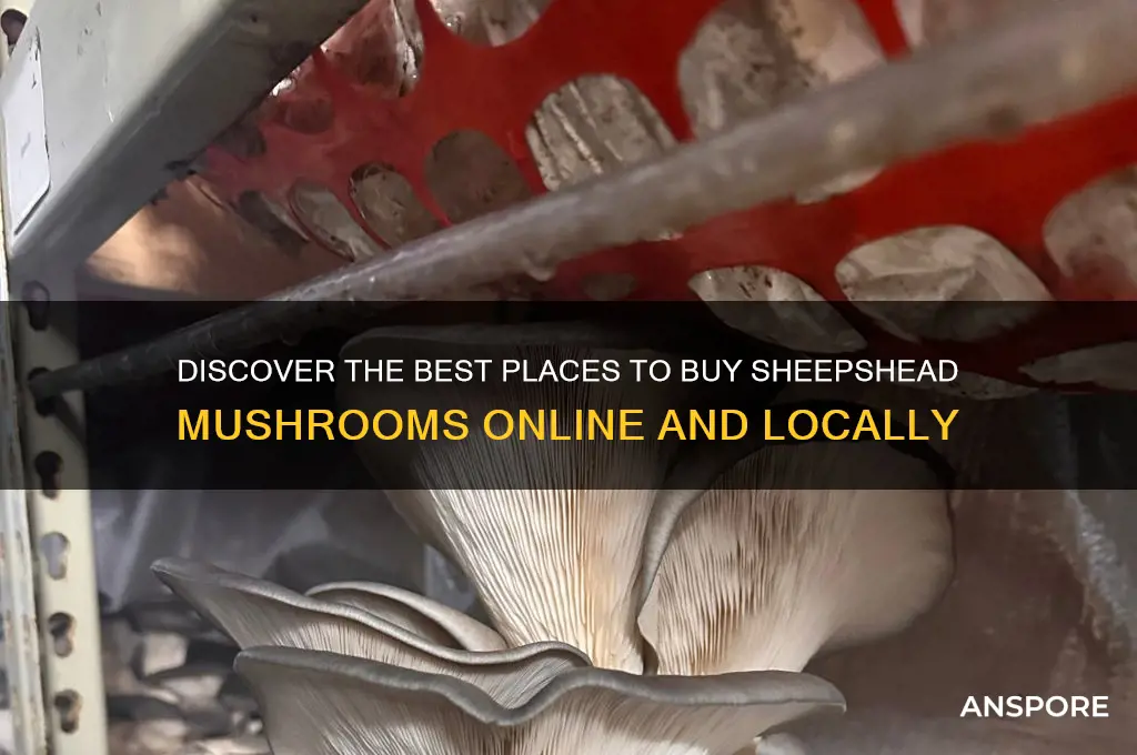 where to buy sheepshead mushrooms