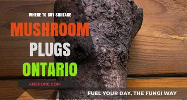 Where to Buy Shiitake Mushroom Plugs in Ontario: Top Sources