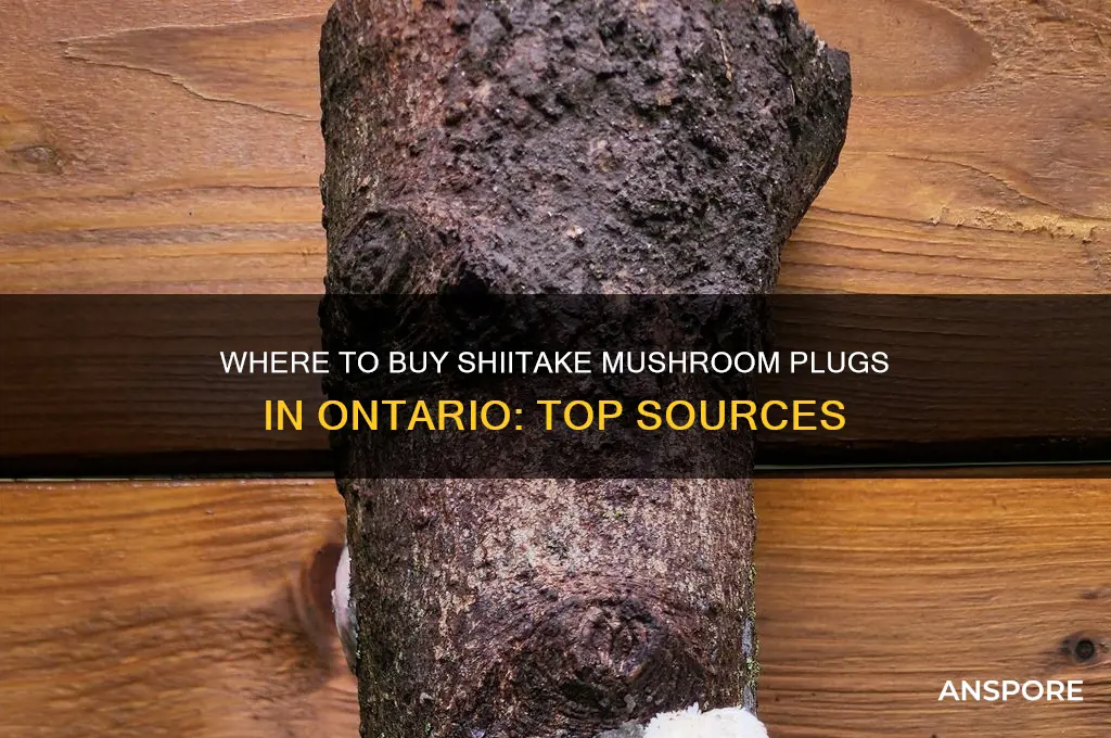 where to buy shiitake mushroom plugs ontario