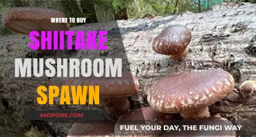 Best Places to Purchase Shiitake Mushroom Spawn for Home Growing