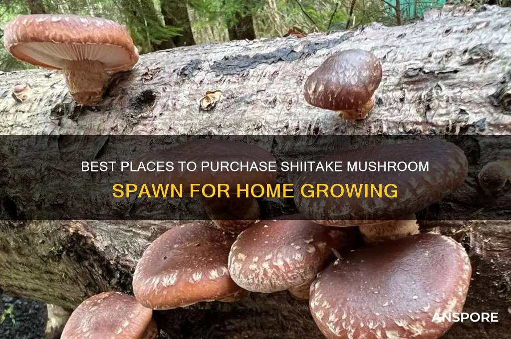 where to buy shiitake mushroom spawn