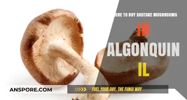 Best Spots to Buy Shiitake Mushrooms in Algonquin, IL