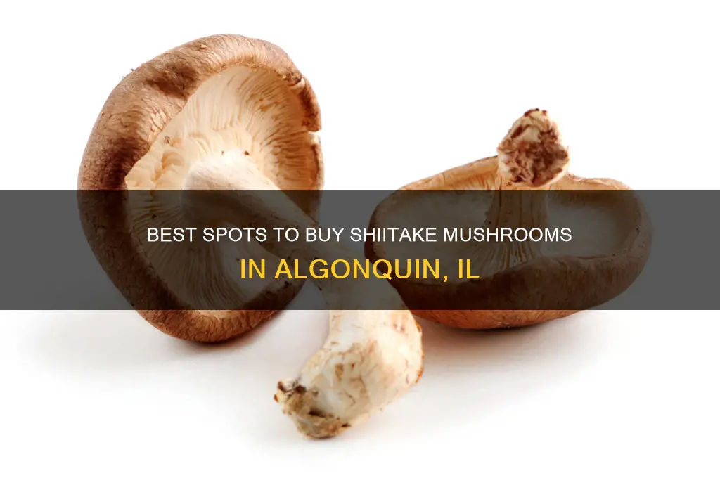 where to buy shiitake mushrooms in algonquin il