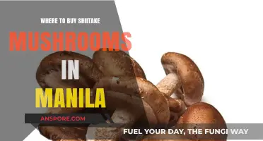Discover Manila's Best Spots to Buy Fresh Shiitake Mushrooms