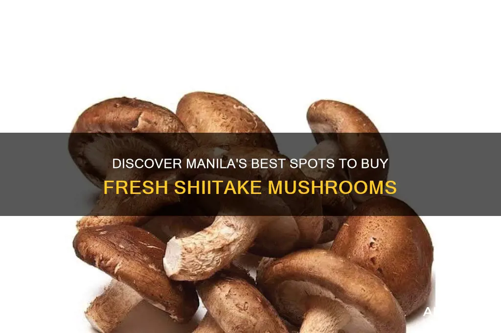 where to buy shiitake mushrooms in manila
