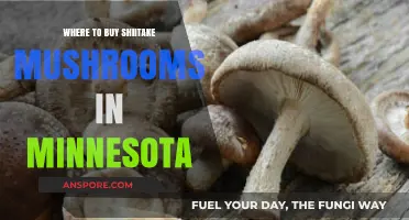 Discover Minnesota's Best Spots to Buy Fresh Shiitake Mushrooms