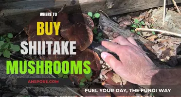 Discover the Best Places to Buy Fresh Shiitake Mushrooms