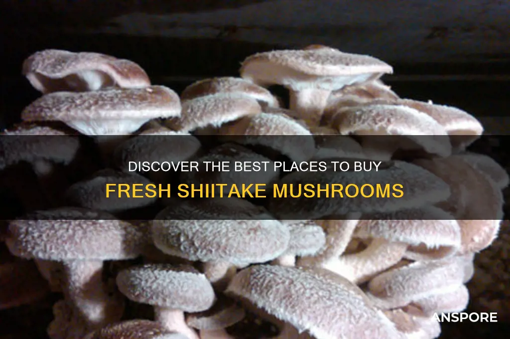 where to buy shiitake mushrooms