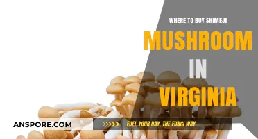 Discover the Best Spots to Buy Shimeji Mushrooms in Virginia