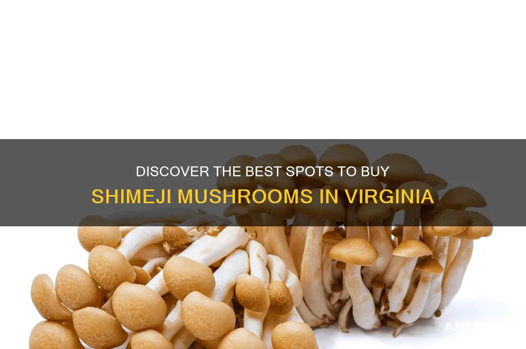 where to buy shimeji mushrooms in virginia