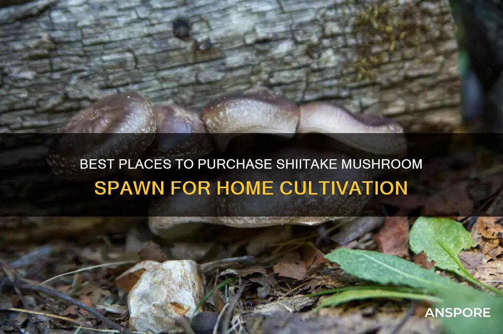where to buy shitake mushroom spawn