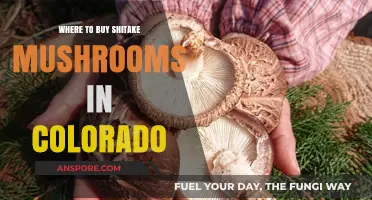 Discover Colorado's Best Spots to Buy Fresh Shiitake Mushrooms