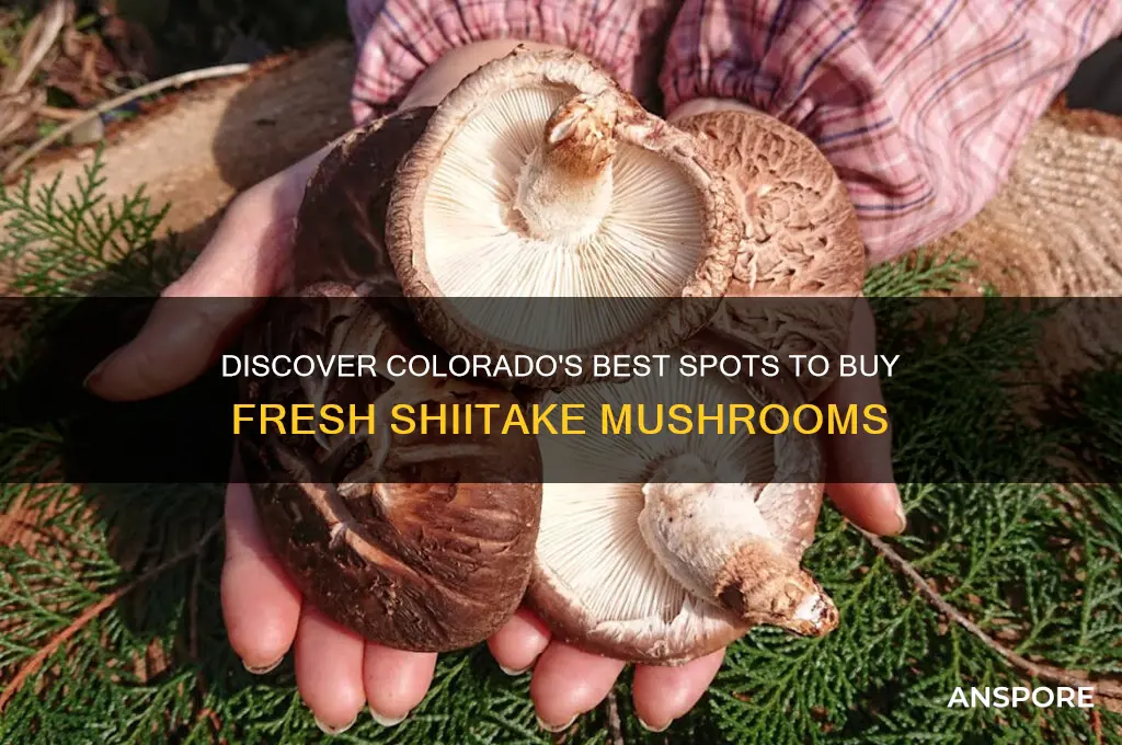 where to buy shitake mushrooms in colorado