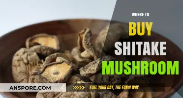 Discover Top Spots to Buy Fresh Shiitake Mushrooms Locally & Online