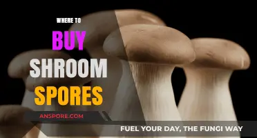 Best Places to Buy Shroom Spores Online and Locally