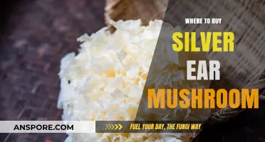 Discover the Best Places to Buy Silver Ear Mushroom Online
