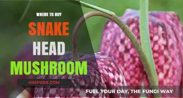 Discover Top Sources to Buy Snake Head Mushroom Online & Locally