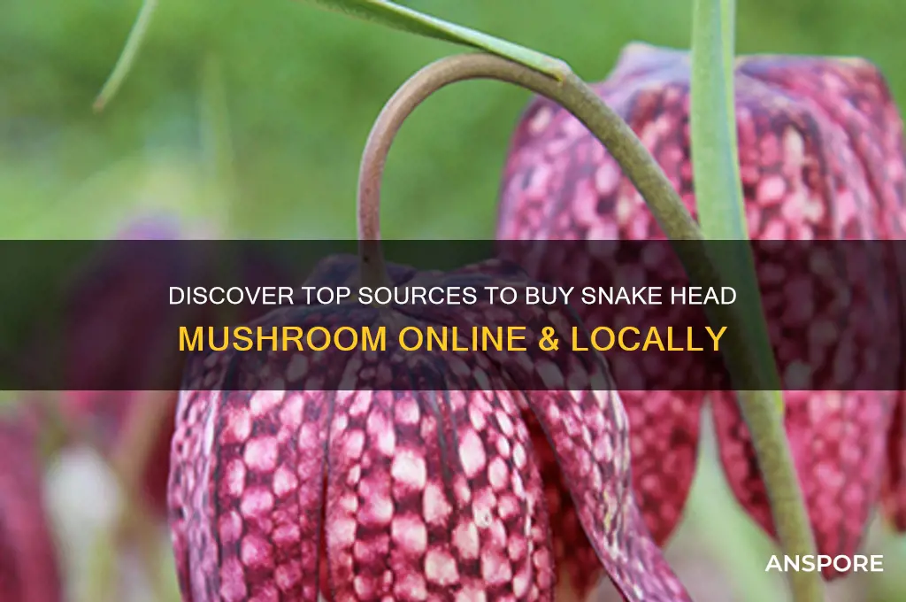 where to buy snake head mushroom