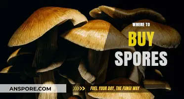 Best Places to Buy Spores: A Comprehensive Guide for Enthusiasts