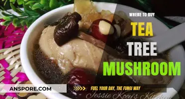 Discover the Best Places to Buy Fresh Tea Tree Mushrooms