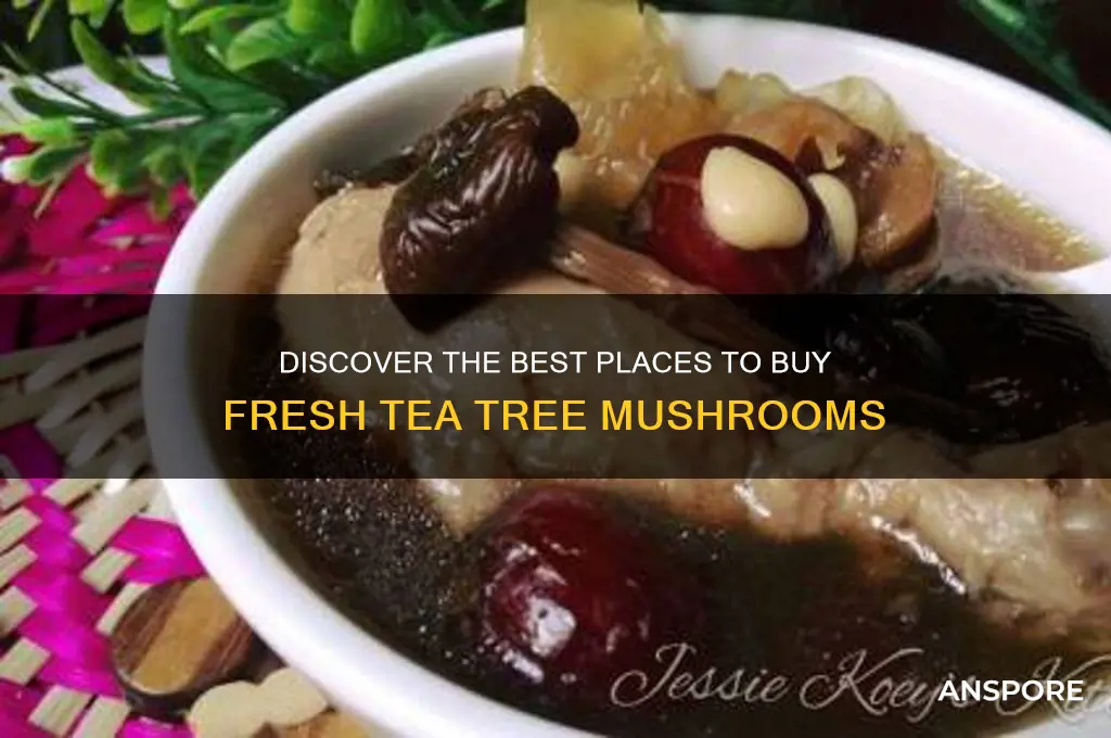 where to buy tea tree mushroom
