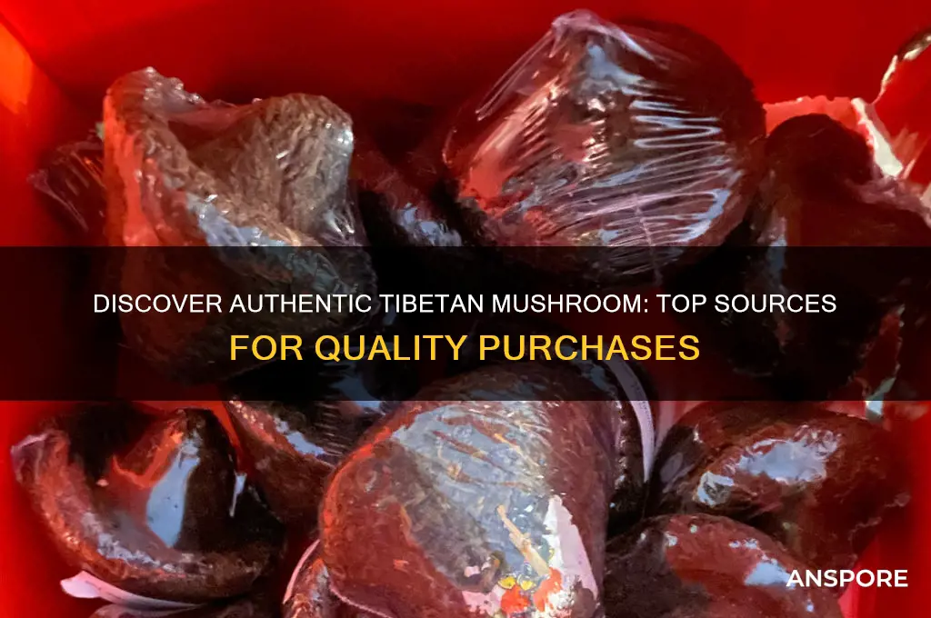 where to buy tibetan mushroom