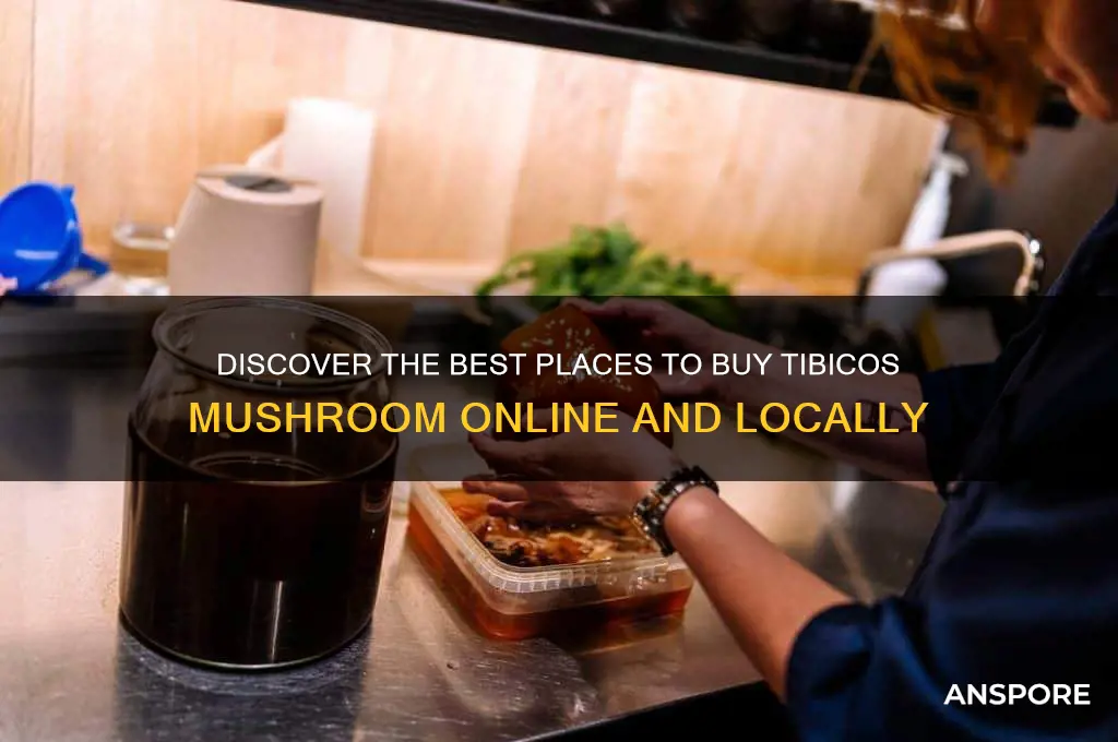 where to buy tibicos mushroom