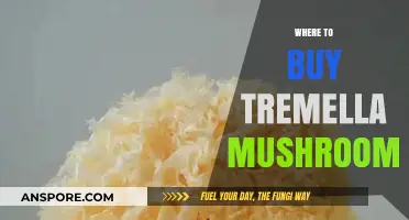 Discover the Best Places to Buy Tremella Mushrooms Online and Locally
