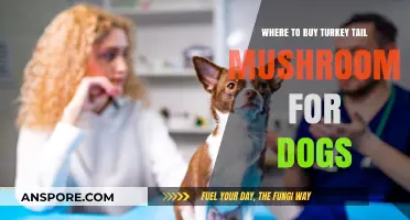 Best Places to Buy Turkey Tail Mushroom for Dogs Online