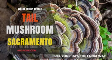 Discover Top Spots to Buy Turkey Tail Mushroom in Sacramento