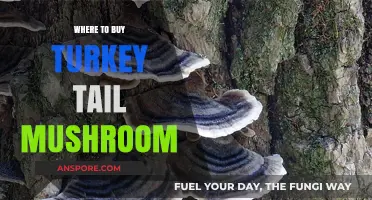 Discover the Best Places to Buy Turkey Tail Mushroom Online
