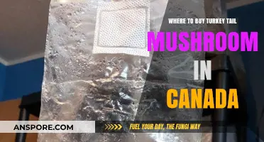 Discover Top Canadian Sources for Buying Turkey Tail Mushrooms