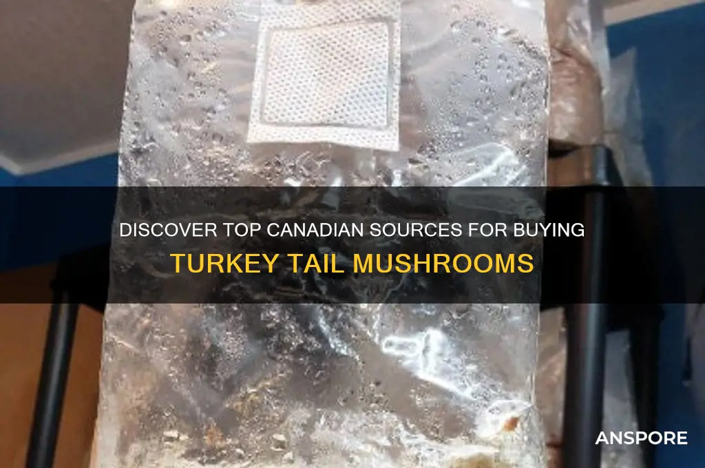 where to buy turkey tail mushrooms in canada