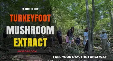 Discover Top Sources for Premium Turkeyfoot Mushroom Extract Online